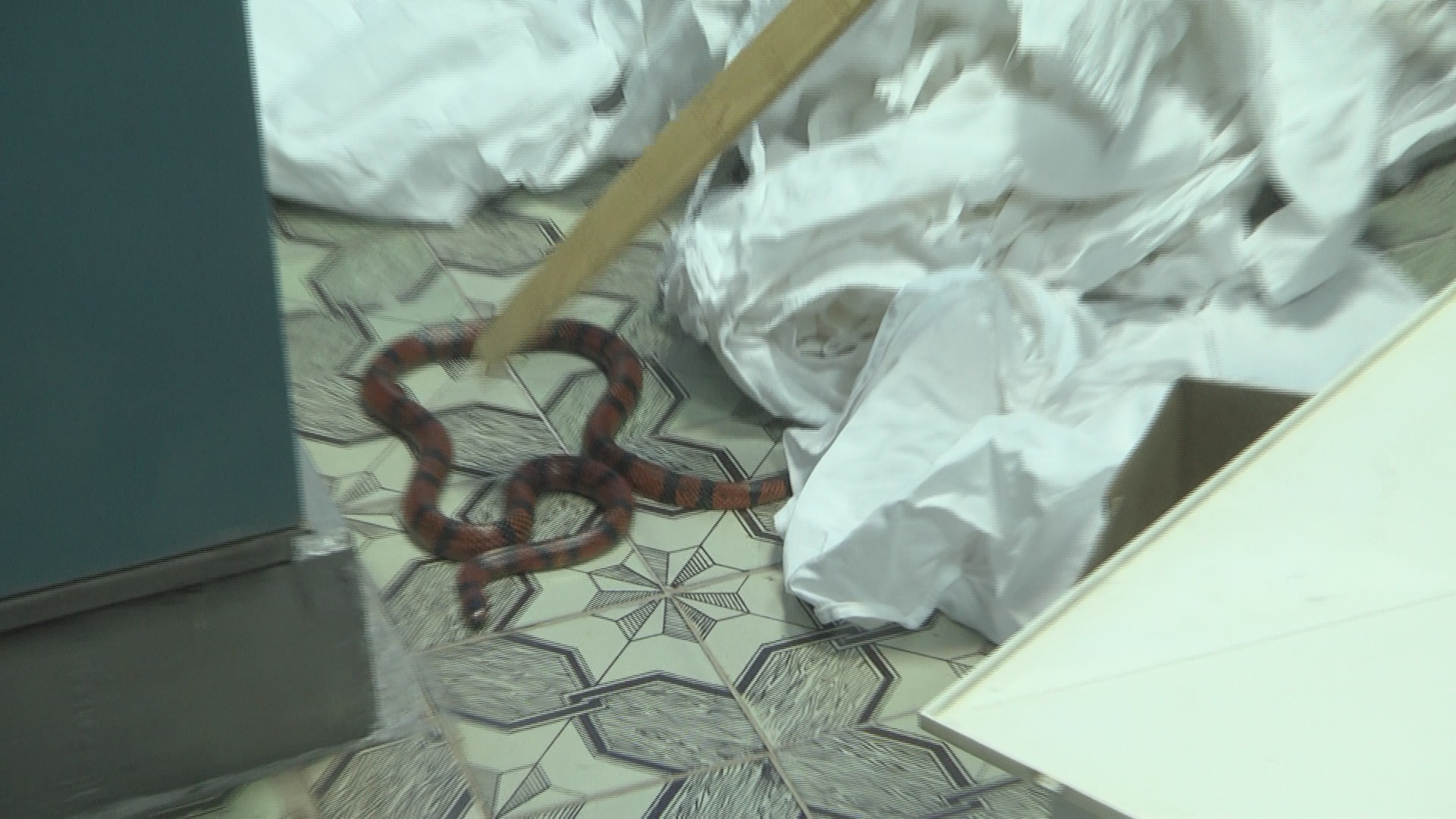 Кемеровские спасатели поймали экзотическую змею в стоматологической клинике