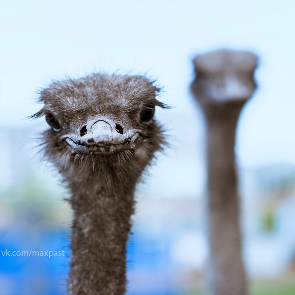 В Прокопьевске открылся зоопарк со страусами