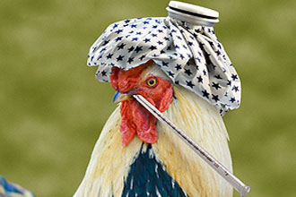 В США птичьим гриппом заражено рекордное количество кур и индеек