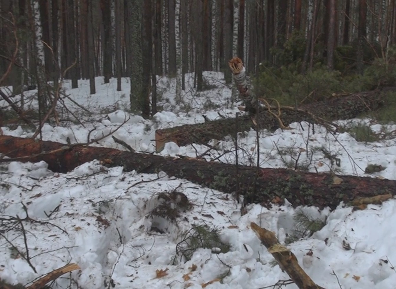 В Кузбассе присекли незаконную рубку деревьев