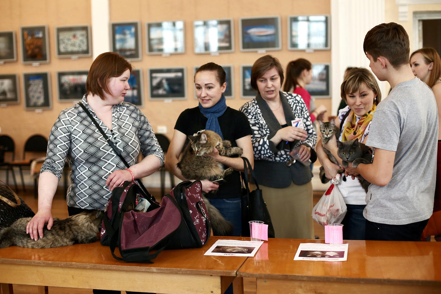 В Кемерове прошла выставка бездомных кошек