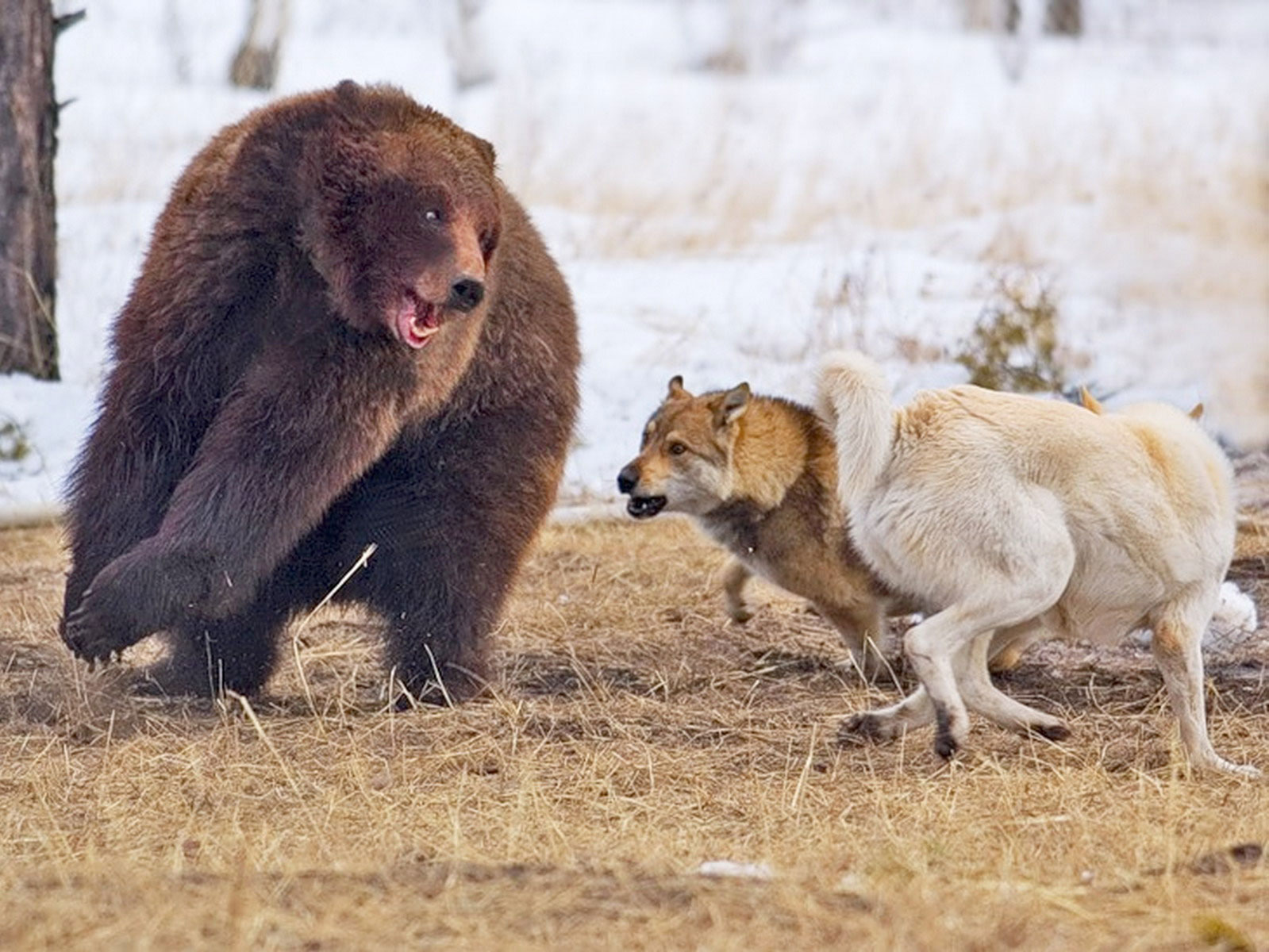 В Кузбассе развелось слишком много медведей и бобров