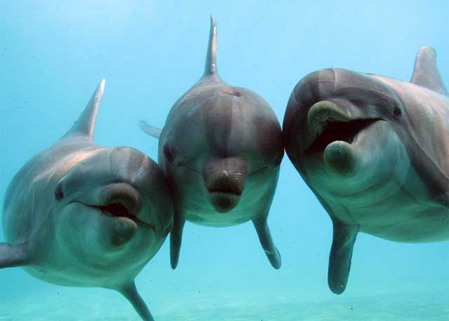 Из Междуреченска пустят дополнительные рейсы до нового дельфинария в Яровом