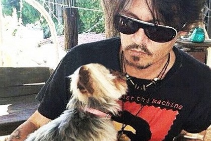 Австралийские власти уличили Джонни Деппа в контрабанде собак