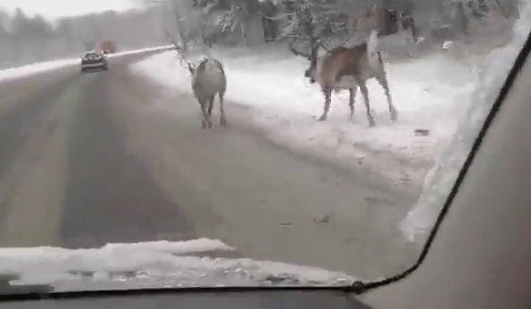 В Кемерове сбежали северные олени