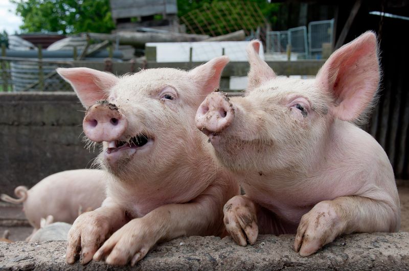 Специалисты Россельхознадзора не пропустят в Кузбасс заражённых чумой свиней