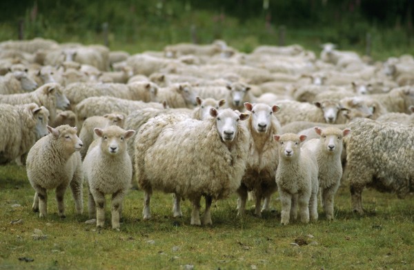 Многодетные семьи в Кемеровской области бесплатно получат тысячу овец и баранов