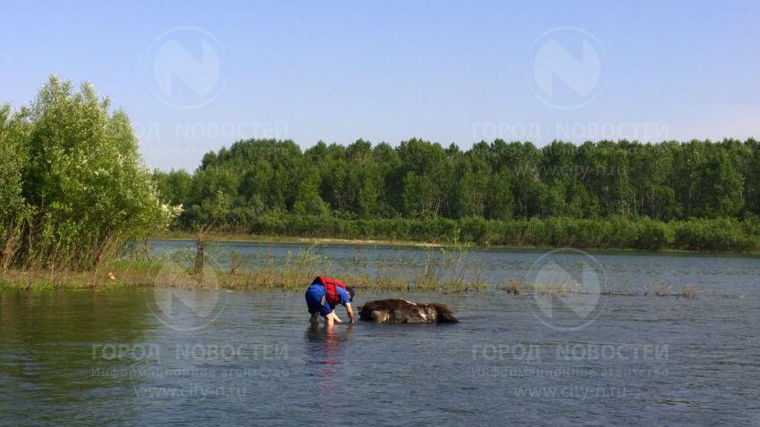 В Новокузнецке в реке рядом с пляжем нашли мёртвого лося