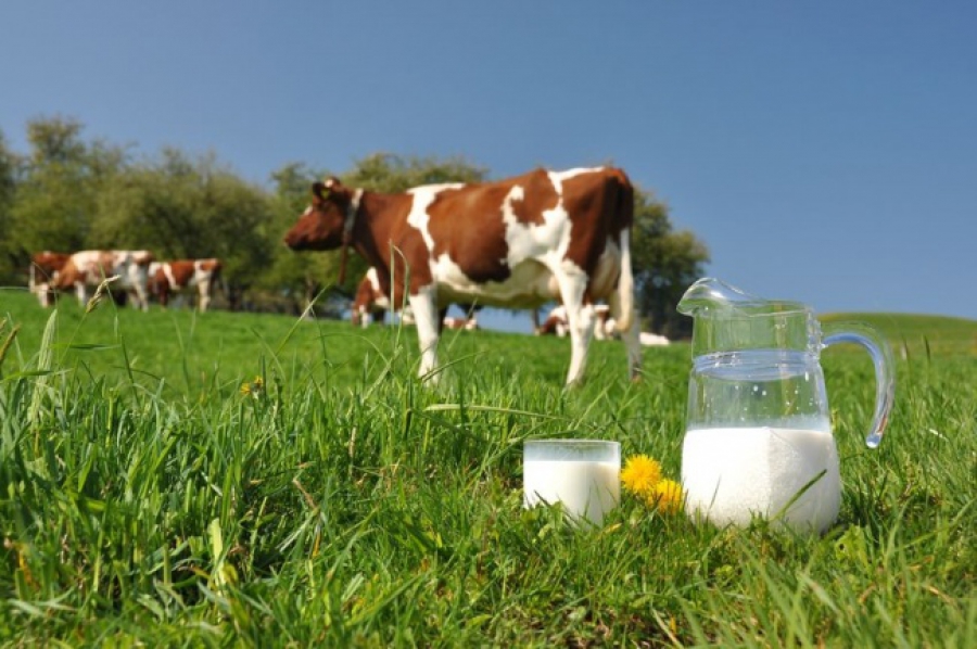 Региональным производителям молока выделят более 6 млрд рублей субсидий