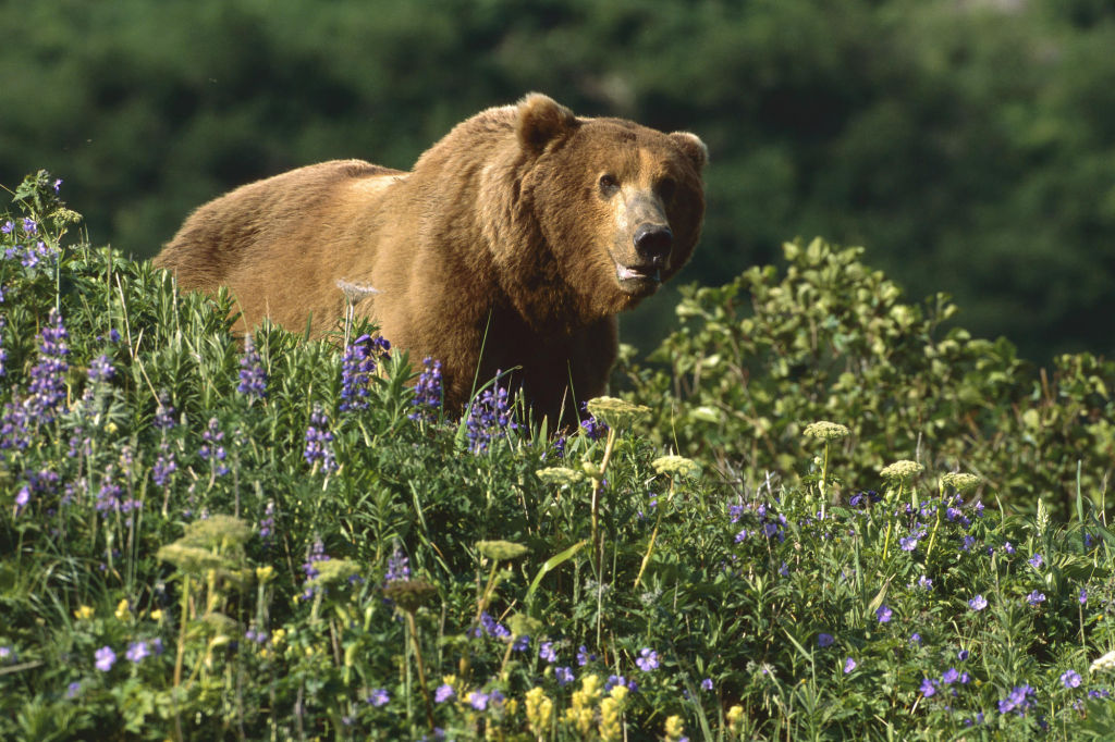 В Кузбассе испугавшиеся медведя пенсионерки заблудились в лесу
