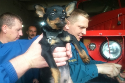 В Кузбассе пожарные спасли закованную в наручники собаку .jpg