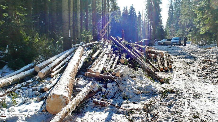 «Чёрные лесорубы» нанесли урон природе Кузбасса на 65 млн рублей