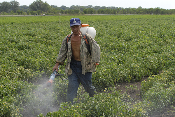 76 кузбассовцев отравились пестицидами .jpg