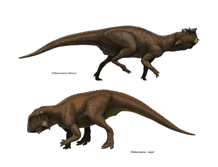 Psittacosaurus_major Psittacosaurus_sibiricus.jpg