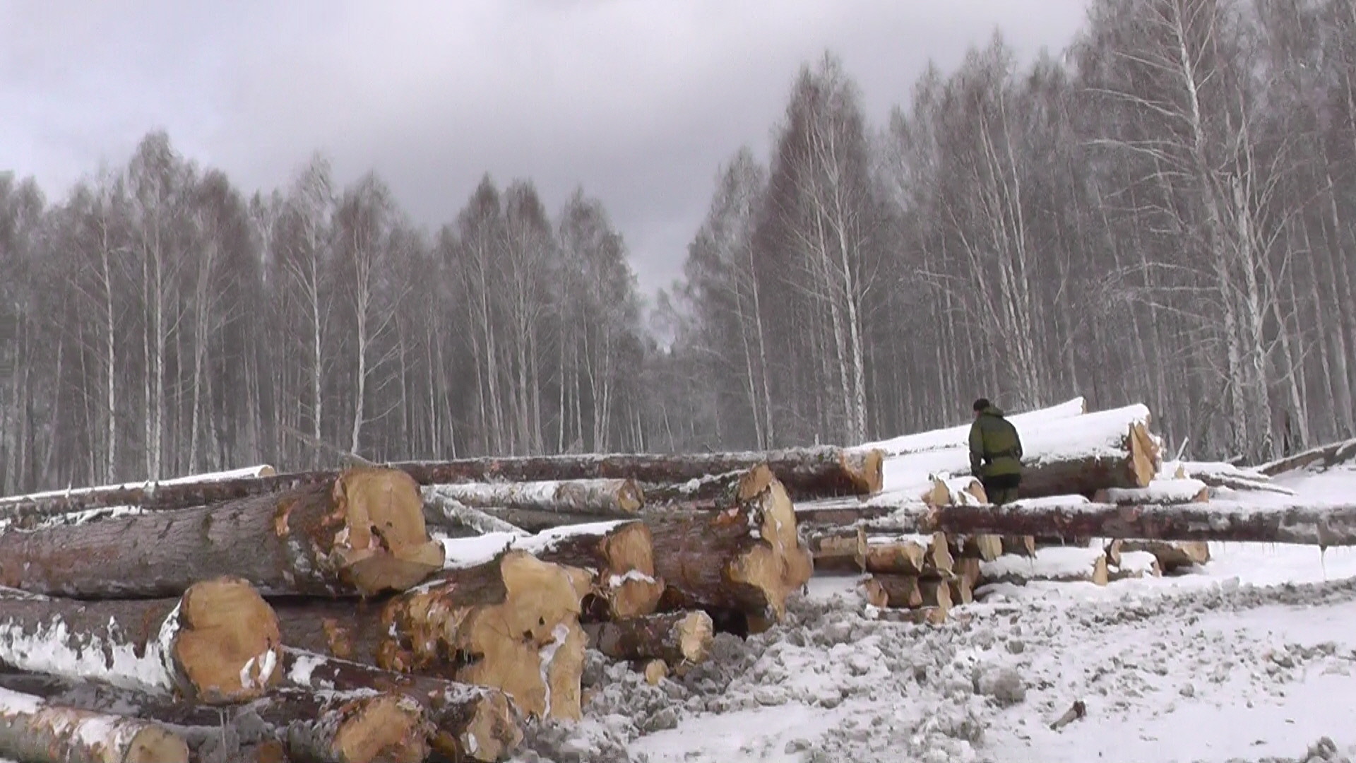 В Мариинском районе предприниматель незаконно срубил деревьев на 12 млн рублей