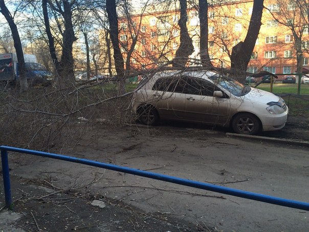 Автомобили пострадали от повалившихся деревьев.