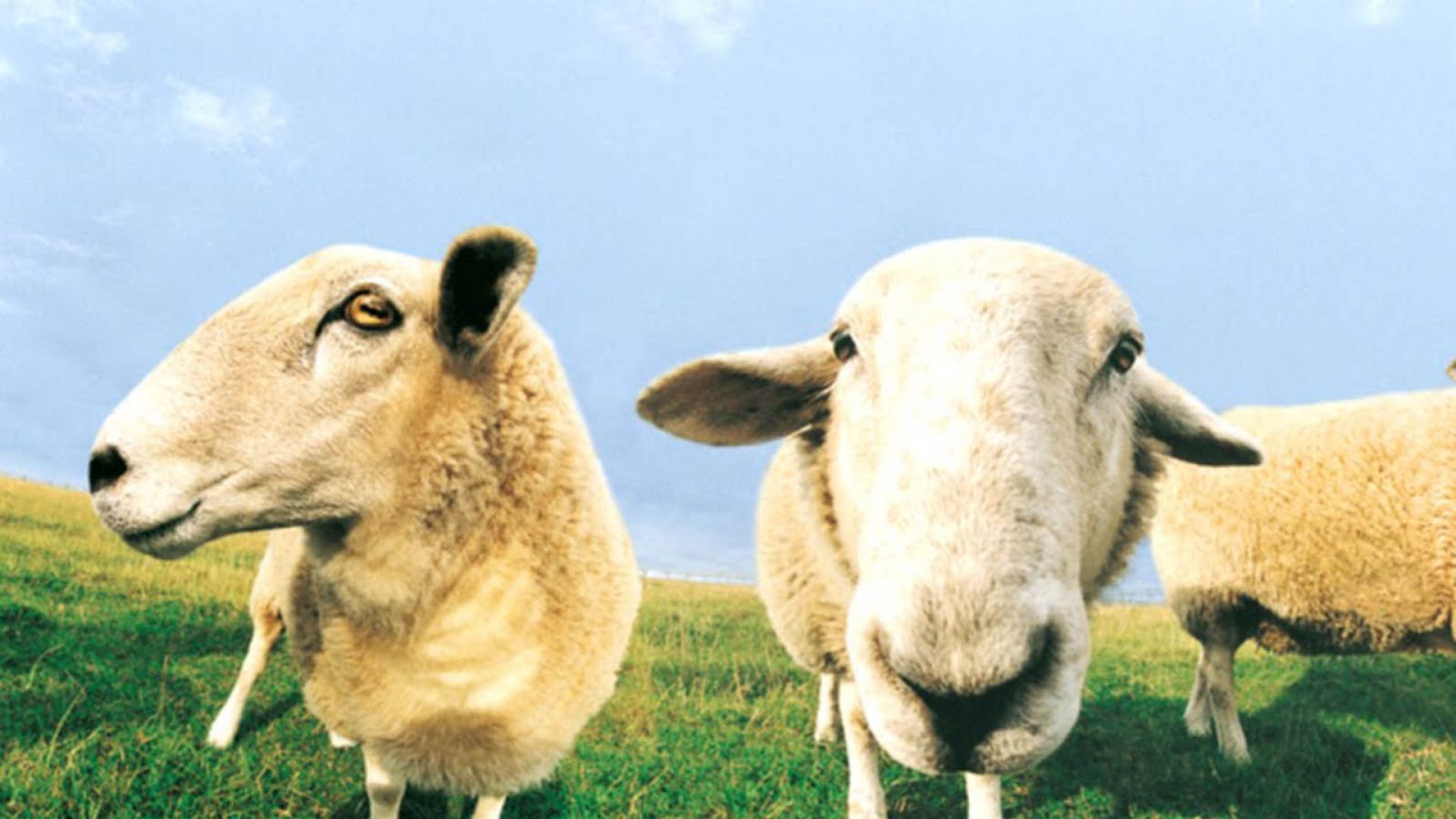ovelhas.jpg