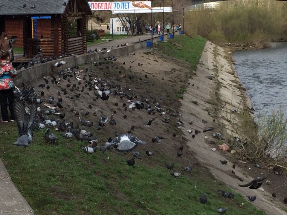 Утки улетели из центра Кемерова для гнездования