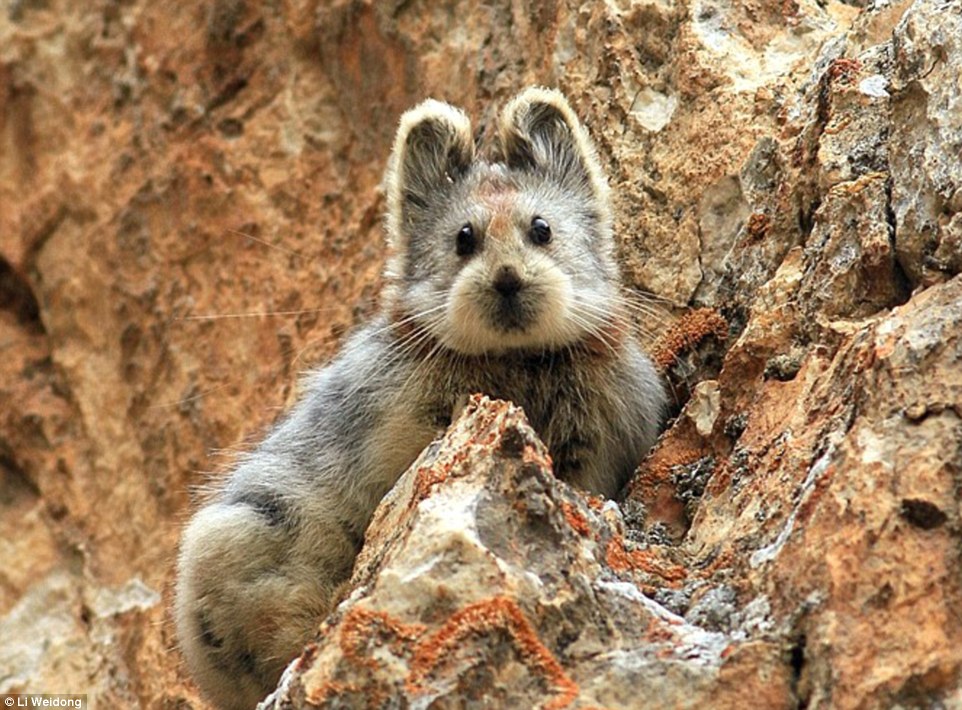 26F1B5F700000578-3009783-Adorable_The_Ili_Pika_is_one_of_the_world_s_rarest_mammals_and_h-a-9_1427222226572.jpg