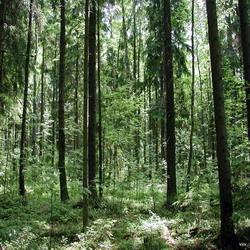 В кузбасском лесу обнаружен лагерь с нелегалами
