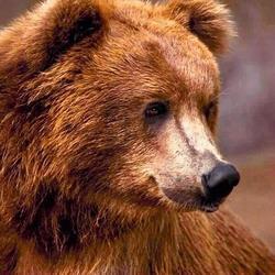 В Кузбассе медведь напал на рыбака