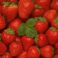 Дачники Кузбасса могут продать ягоду кооператорам