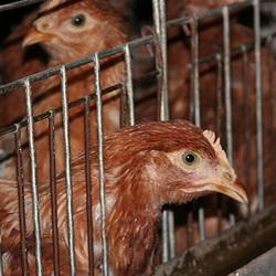 Страховщики возместили ущерб  птицефабрике в Кемерово