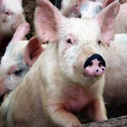 Красноярский край вошел в первую десятку регионов по производству свинины