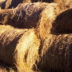 Регионам пострадавшим от засухи помогут сеном