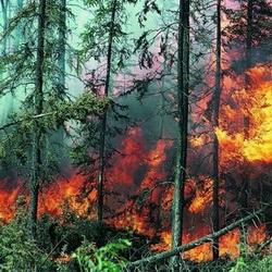 Памятки о пожарной безопасности в лесу раздают в кузбассовцам