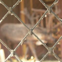 В Кузбассе задержали армянский зоопарк