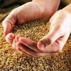Тулеев поставил задачу: собрать не менее 1 миллиона тонн зерна
