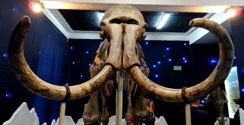 В Кузбасс приехал погостить 6-метровый скелет мамонта (фото/видео)