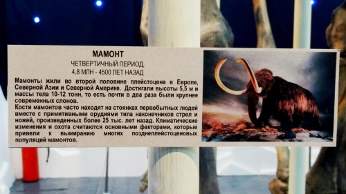 В Кузбасс приехал погостить 6-метровый скелет мамонта (фото/видео)