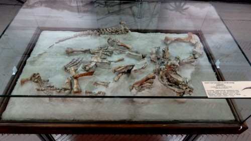 В кемеровском музее выставлены скелеты кузбасских динозавров (фото/видео)