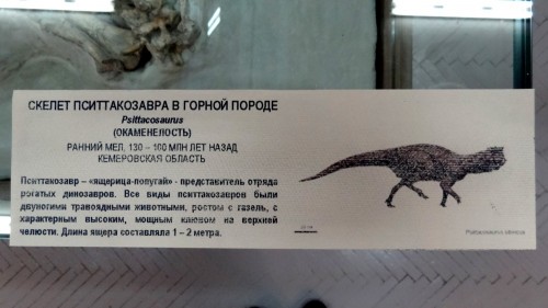 В кемеровском музее выставлены скелеты кузбасских динозавров (фото/видео)