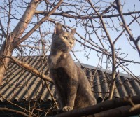 Кошка Муля, хозяйка Наталья Семина