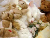 Кошка Муся, хозяйка Александра Грекова