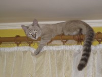 Кошка Нэсся, хозяйка Олеся Алтемерова