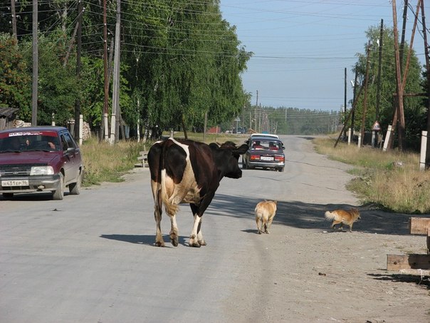 В Таштагольском районе коровы спровоцировали два ДТП
