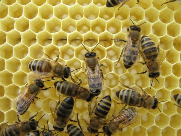 В Новокузнецке построят Стену защиты пчёл