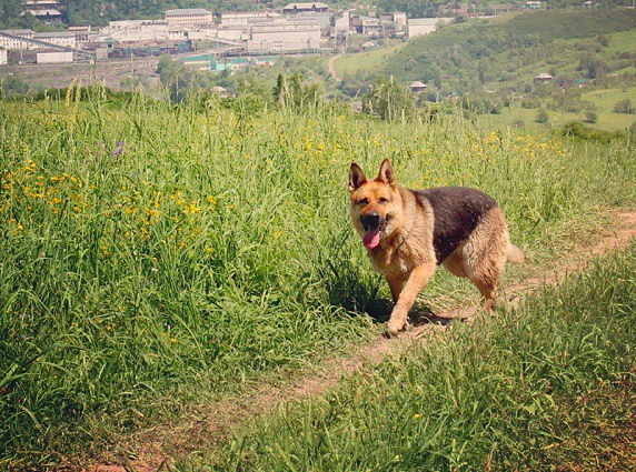 160 преступлений раскрыто с помощью служебно-разыскных собак в Кузбассе