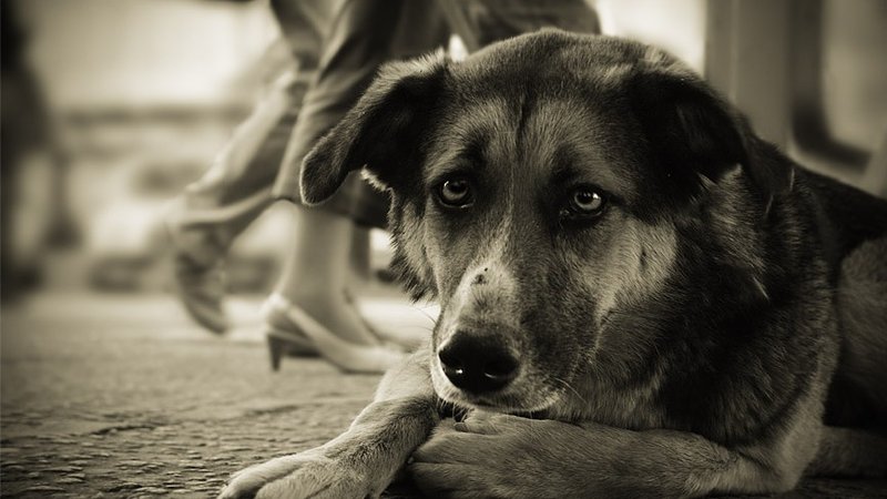 Новокузнечанка направила в Госдуму петицию за создание приюта для животных .jpg