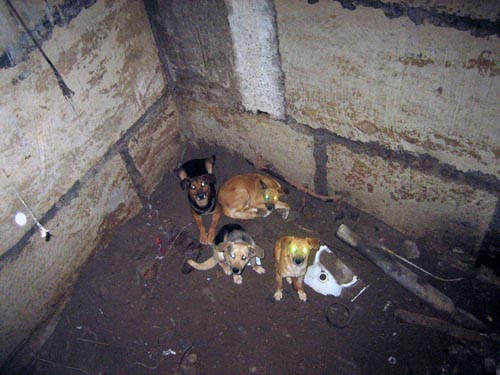 собаки в подвале.jpg