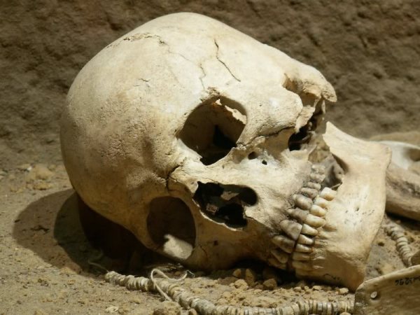 На берегу реки в Новокузнецке нашли человеческий череп