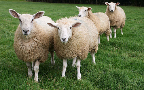 Пастух из Новокузнецка продал овец и баранов из чужого стада