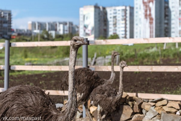 В Прокопьевске открылся зоопарк со страусами..jpg