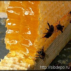 'Пчеловоды