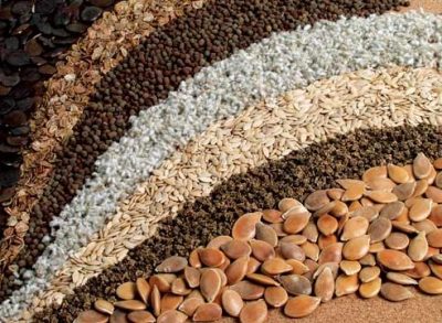 В Кузбассе обнаружили более 60 незаконно продающихся сортов семян