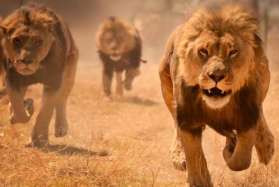 В Иордании три льва загрызли ветеринара и его помощника